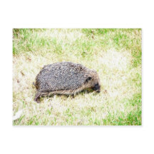 Liebe Igel
