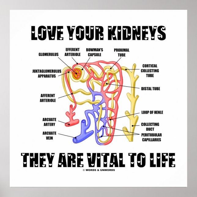 Liebe Ihre Nieren Sie sind lebenswichtig (Nephron) Poster (Vorne)