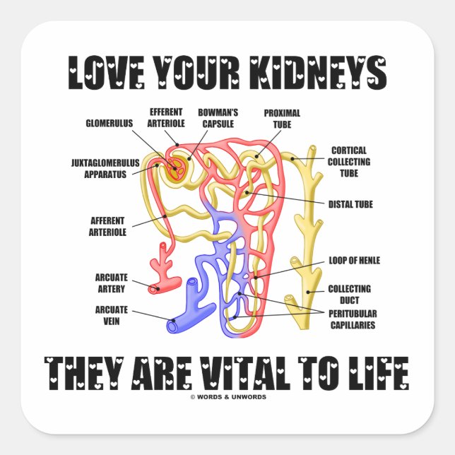 Liebe Ihre Nieren Sie sind lebenswichtig (Nephron) Quadratischer Aufkleber (Vorderseite)