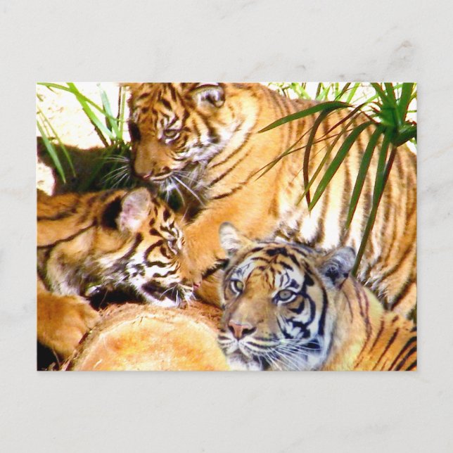 Liebe immer, Tigers_ Postkarte (Vorderseite)