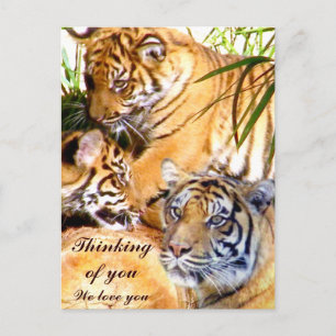 Liebe immer, Tigers_ Postkarte