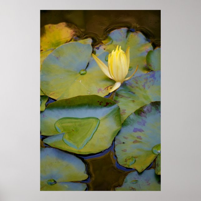 Liebe in einer Wasserleine Poster (Vorne)