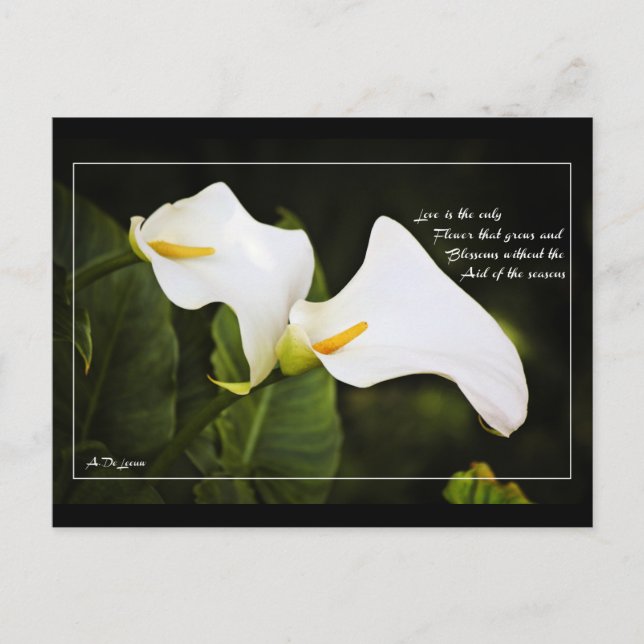 Liebe ist die einzige Blume Postkarte (Vorderseite)