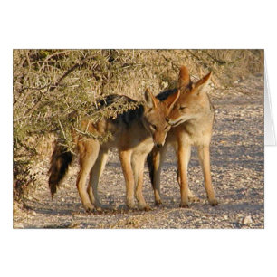 Liebe ist in der Luft (Jackals) Karte