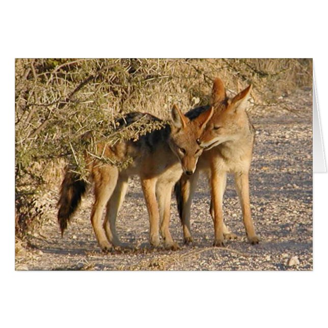 Liebe ist in der Luft (Jackals) Karte (Vorderseite (Horizontal))