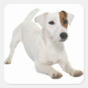Liebe Jack Russell Terrier Welpe Hund Weiß Braun Quadratischer Aufkleber