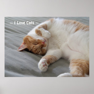 Liebe Katzen niedliche Katzen schlafend Poster