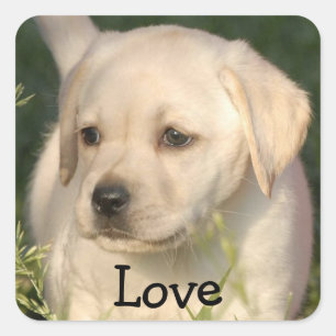 Liebe Labrador Retriever Welpen Aufkleber