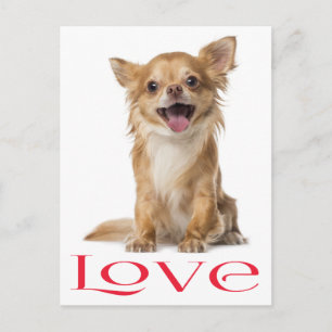 Liebe Langhaar Chihuahua Welpen Hund Postkarte