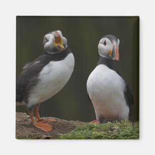Liebe-LiedPuffins Magnet