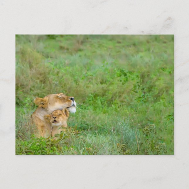 Liebe Lioness & Baby Postcard Postkarte (Vorderseite)