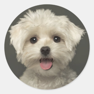 Liebe maltesische Hundekleber / Siegel Runder Aufkleber