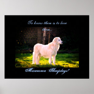 Liebe Maremma sheepdogs II Poster