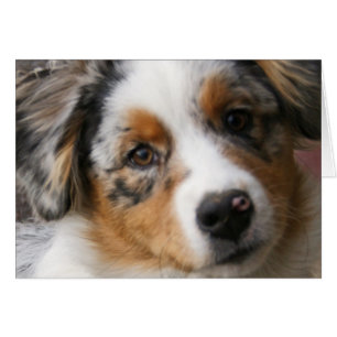 Liebe mein Australier