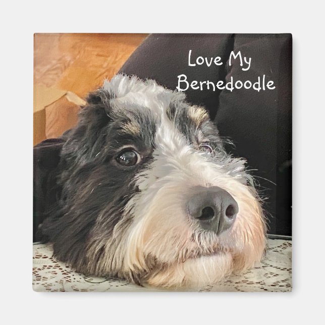 Liebe mein Bernedoodell Magnet (Vorne)