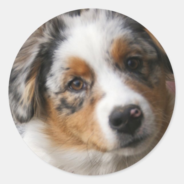Liebe meine Aussie Runder Aufkleber (Vorderseite)