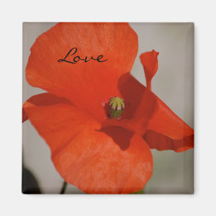 Liebe-Mohnblumen-Magnet Magnet
