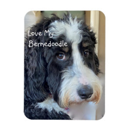 Liebe My Bernedoodle Magnet