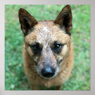 Liebe My Rosenknospe australische Rinder-Hunde-Mau Poster