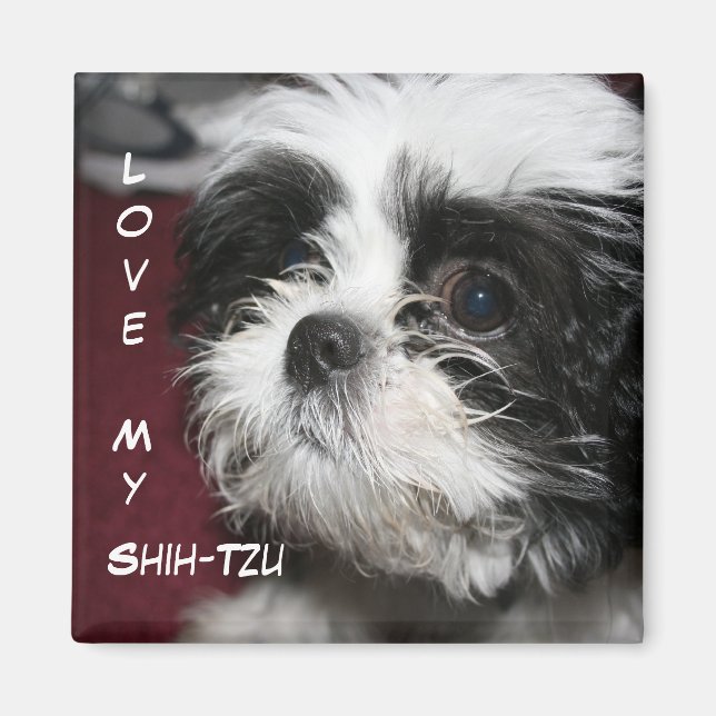 Liebe My Shih-Tzu Magnet (Vorne)