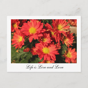 Liebe Natur Orangensaft Blume. Postkarte