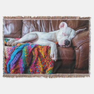 Liebe Pitbull Hund Schlafen auf dem Sofa Decke
