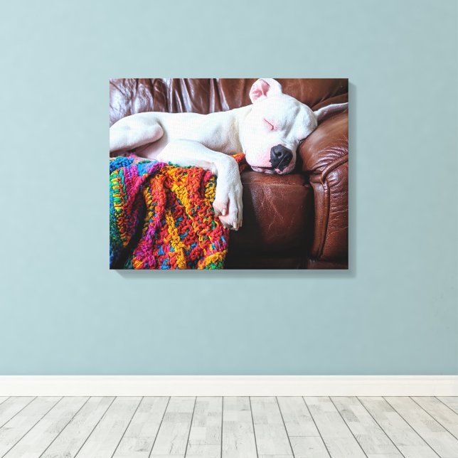 Liebe Pitbull Hund Schlafen auf dem Sofa Leinwanddruck (Insitu (Holzboden))