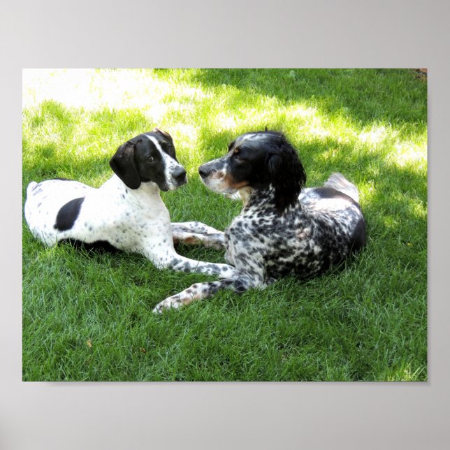 Liebe Pointer und Setter Poster (Vorne)