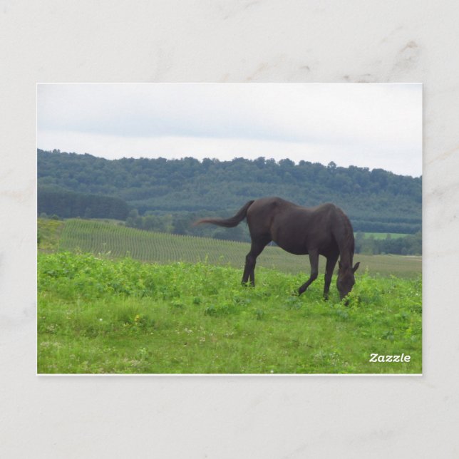 Liebe Postkarte (Rückseite)