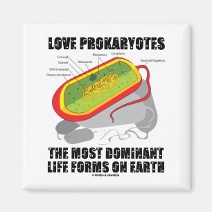 Liebe Prokaryos wichtigste Lebensformen der Erde Magnet