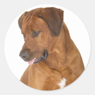 Liebe Rhodesian Ridgeback Puppy Dog Stickers