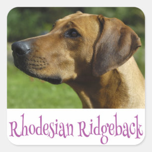Liebe Rhodesian Ridgeback Welpenhühner Quadratischer Aufkleber