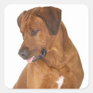 Liebe Rhodesian Ridgeback Welpenhund Aufkleber