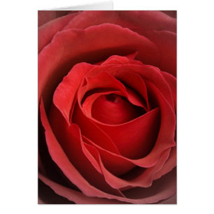 Liebe Rose Card