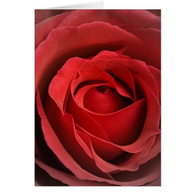 Liebe Rose Card (Vorne)