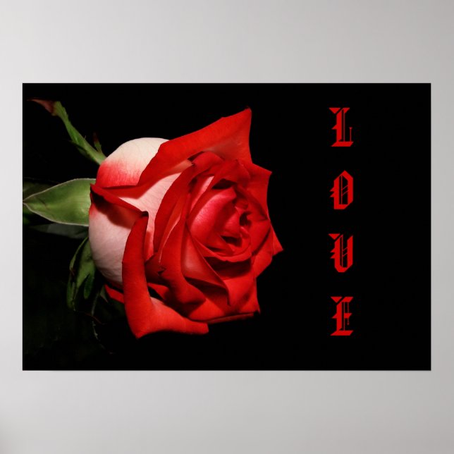 LIEBE Rose Poster (Vorne)