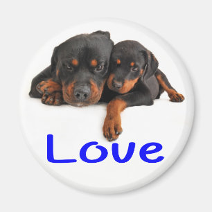 Liebe Rottweiler Braun & Schwarz Welpe Hund Magnet