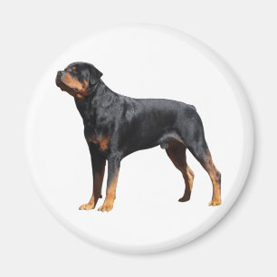 Liebe Rottweiler Welpenhund Magnet