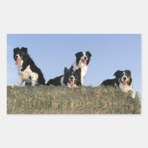 Liebe Schwarz-Weiß Border Collie Welpen Hunde Rechteckiger Aufkleber