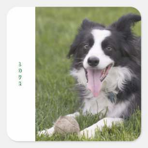 Liebe schwarze und weiße Border Collie Welpen-Hund Quadratischer Aufkleber