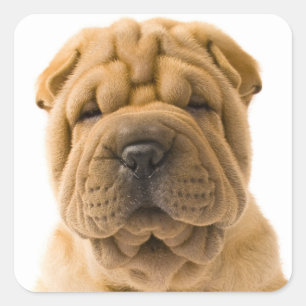 Liebe Shar Pei Welpe Hund Sticker / Siegel
