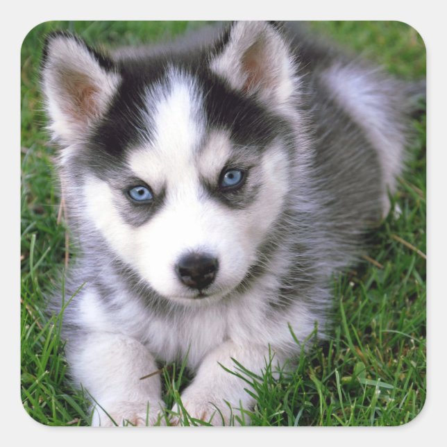 Liebe Siberian Husky Welpe Hund Gruß Sticker (Vorderseite)
