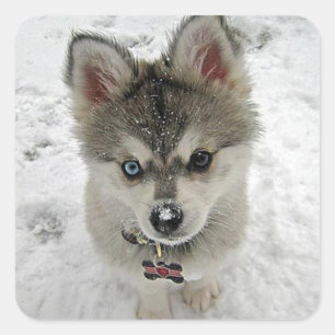Liebe Siberischer Husky Welpe Hund Grußkleber Quadratischer Aufkleber