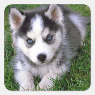 Liebe Siberischer Husky Welpe Hund Grußkleber Quadratischer Aufkleber