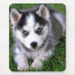 Liebe Siberischer Husky Welpe Hund Mousepad