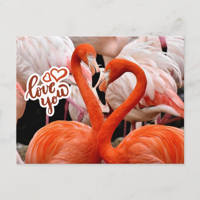 Liebe Sie zwei schöne Flamingo Vögel Postkarte (Vorderseite)