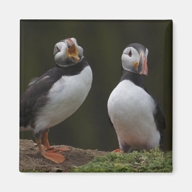 Liebe Song Puffins Magnet (Vorne)