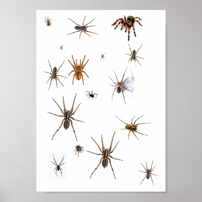 Liebe Spiders! Poster (Vorne)