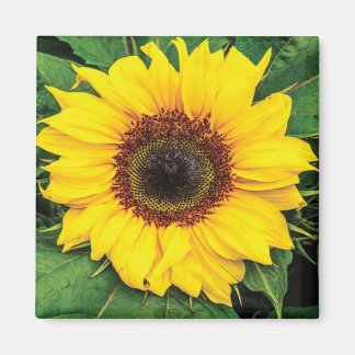 Liebe Sunflowers Magnet