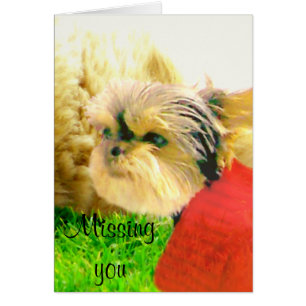 Liebe und Pflege, Hunde_